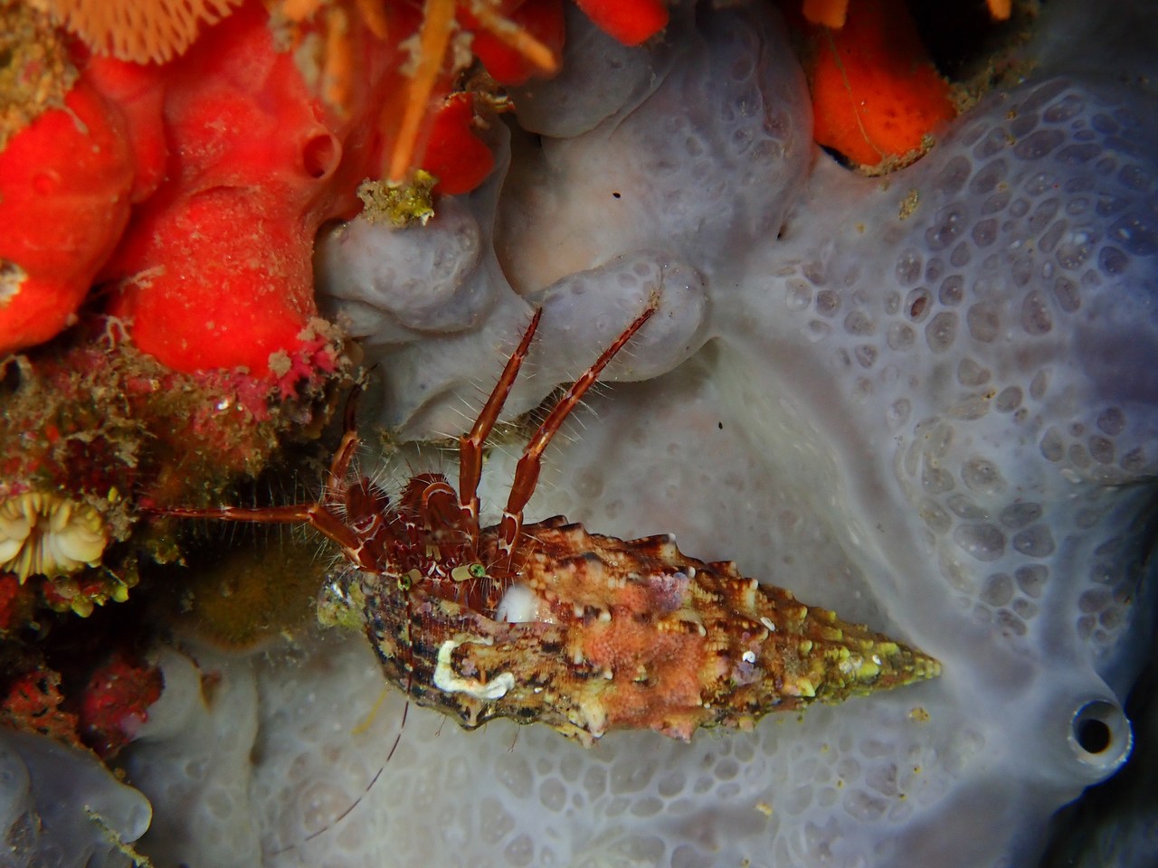 Pagurus anachoretus Pagurus anachoretus
